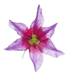 Beauty by Janice Flower
